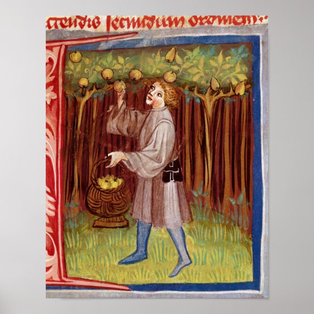 Plockfrukter Poster (Framsidan)