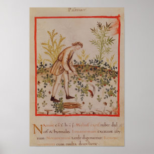 Plockningpalsternackar från 'Tacuinum Sanitatis Poster