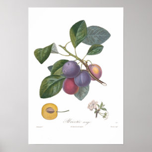 Plommon Abricotee rouge Poster