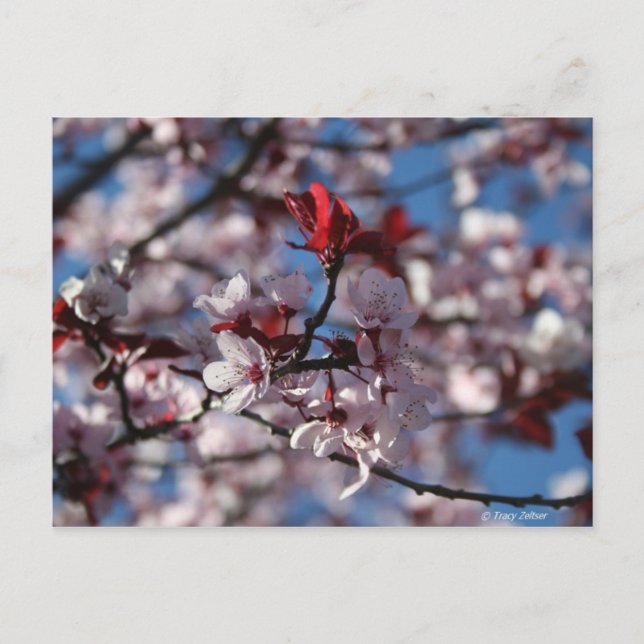 Plommon, avlämnat från lila vykort (Framsida)