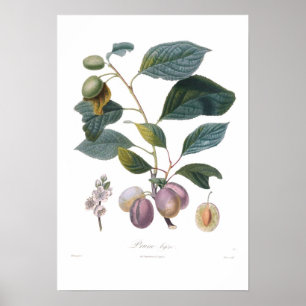 Plommon katrinplommonbifera poster