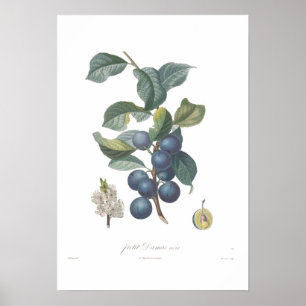 Plommon noir Petit Damas Poster