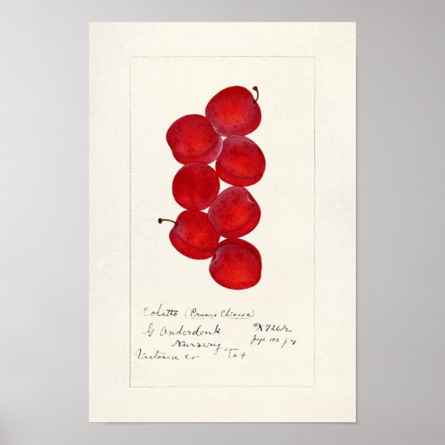 Plommon (Prunus Domestica) Färgmålning på frukt Poster (Framsidan)