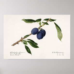 Plommon (Prunus Domestica) Färgmålning på frukt Poster