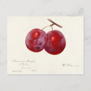 Plommon (Prunus Domestica) Färgmålning på frukt Vykort