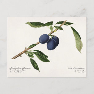 Plommon (Prunus Domestica) Färgmålning på frukt Vykort