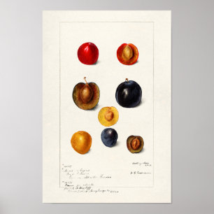 Plommonfrö (Prunnus Domeatica) Vattenfärgning Poster
