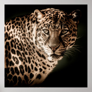 Plötsligt leopard på svart bakgrund poster