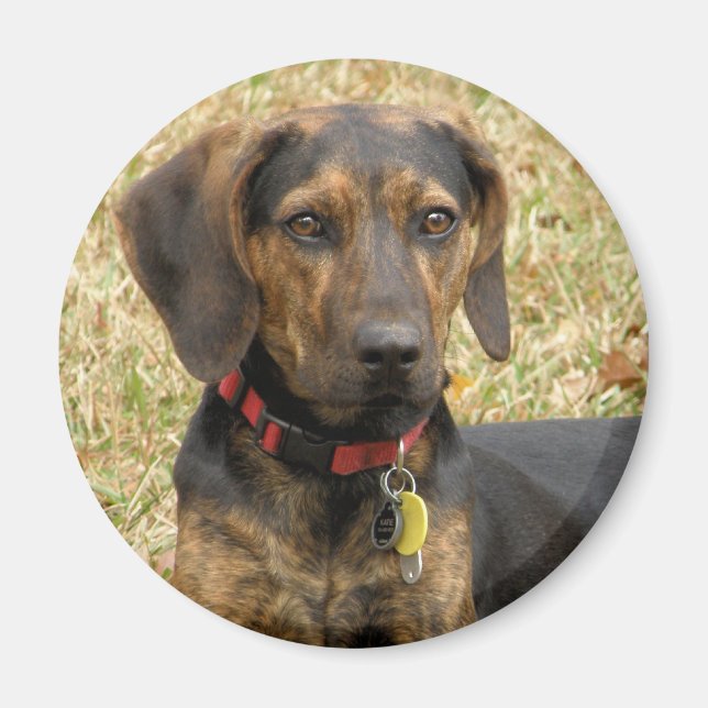 Plott Hound Magnet (Framsidan)