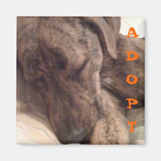 Plott Hound Magnet (Framsidan)