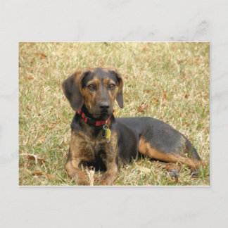 Plott Hound Vykort