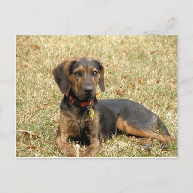 Plott Hound Vykort (Framsida)