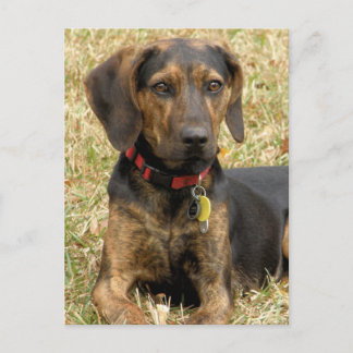 Plott Hound Vykort