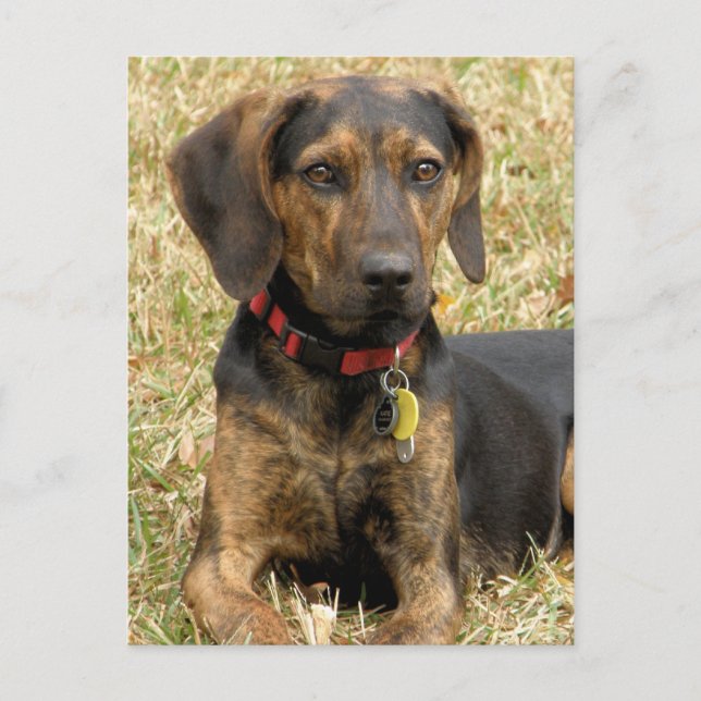 Plott Hound Vykort (Framsida)