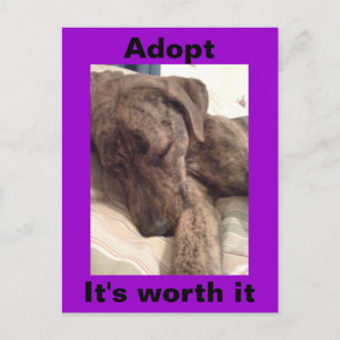 Plott Hound-vykort Vykort
