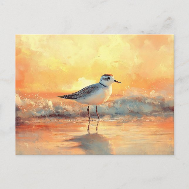 Plover i Vinkara oceanen under solnedgången Vykort (Framsida)