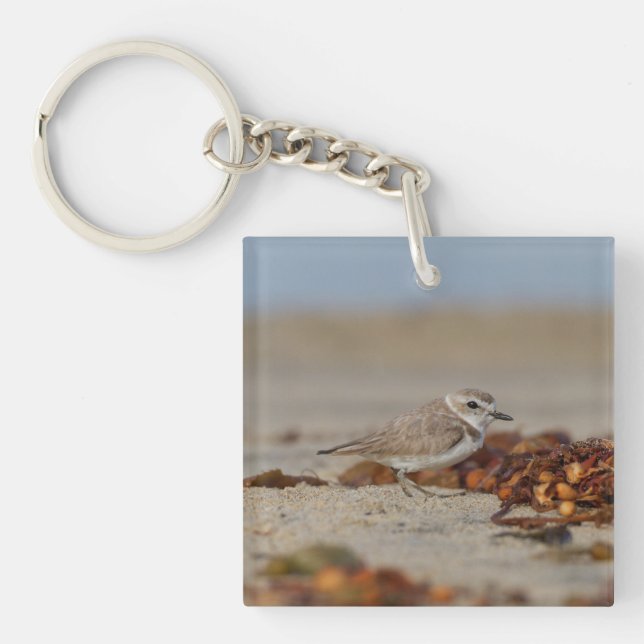 Plover och Sjögräs (Framsidan)
