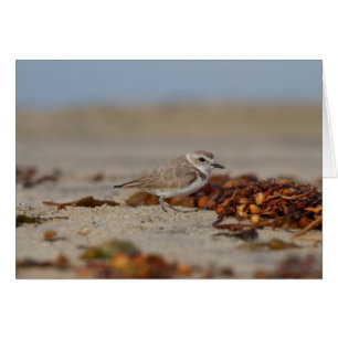 Plover och Sjögräs Hälsningskort