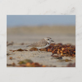 Plover och Sjögräs Vykort