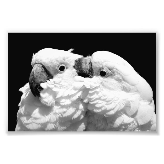 Pluft av paraplycockatoos fototryck (Framsidan)