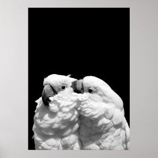Pluft av paraplycockatoos poster