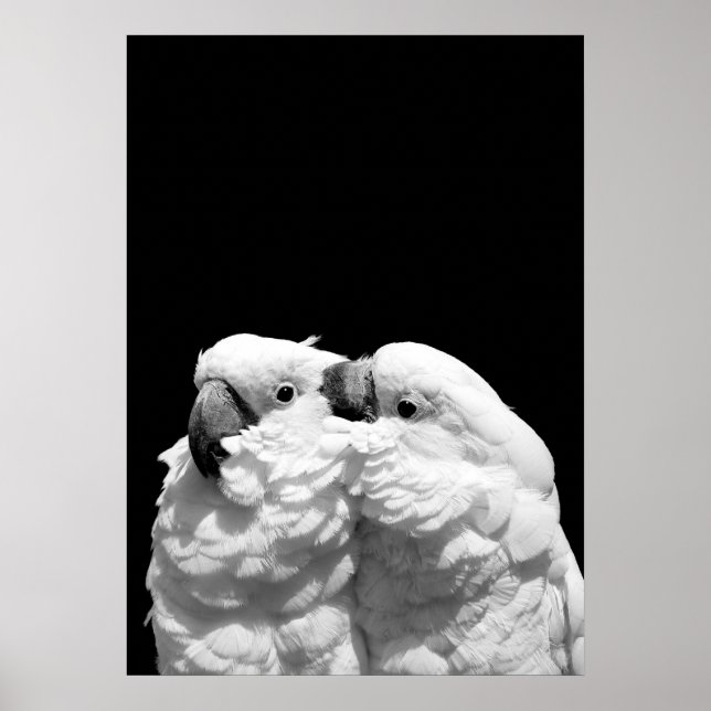 Pluft av paraplycockatoos poster (Framsidan)