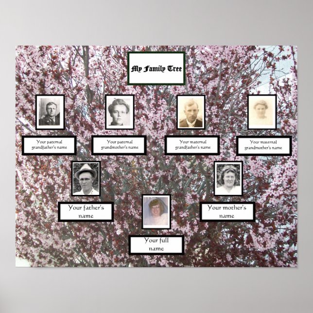 Plum Blommar Fotofamilj med tre Generation i Träd Poster (Framsidan)