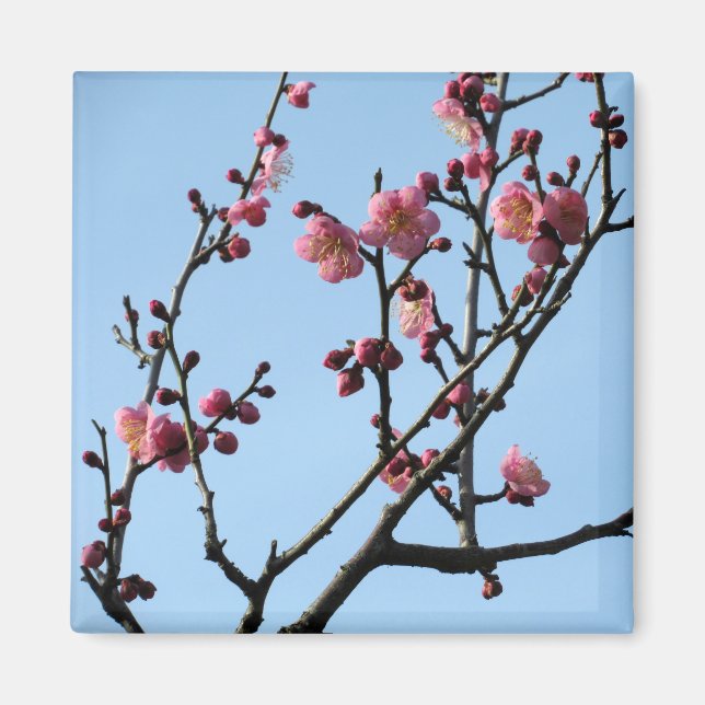 Plum-Blommar: Japan Magnet (Framsidan)