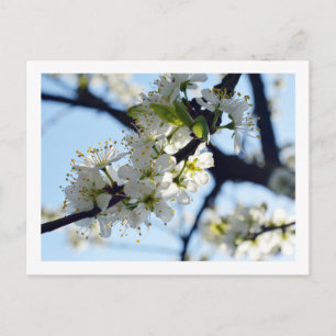Plum-Blommar - vykort