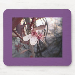 Plum Bloom Musmatta