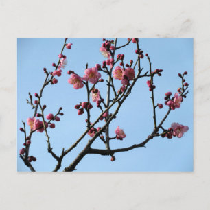 Plum Blossom: Japan Vykort