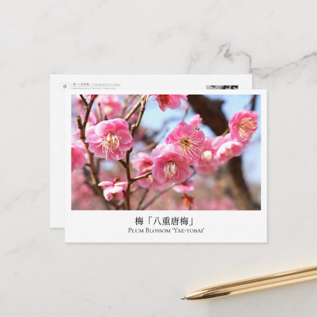 Plum Blossom ‘Yae-tobai’ Vykort (Fram/Back In Situ)