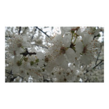 Plum Flower Kodak professionell Photo Papper