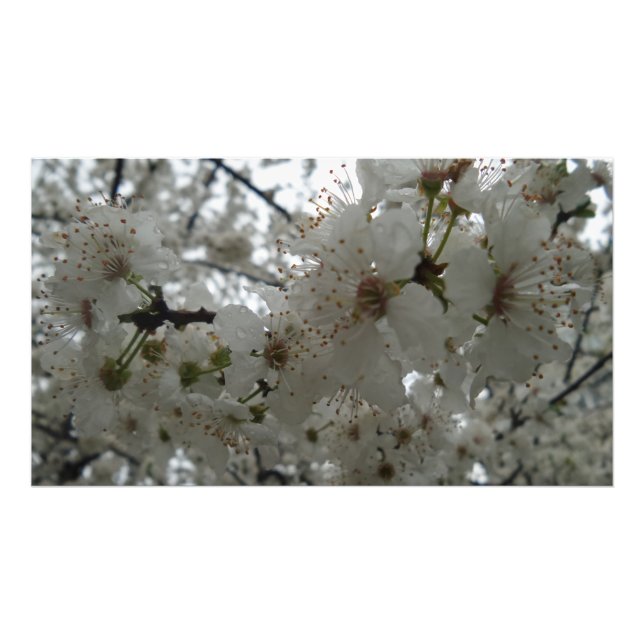 Plum Flower Kodak professionell Photo Papper Fototryck (Framsidan)