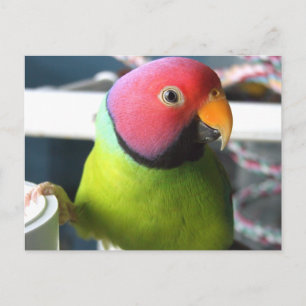 Plum Headed Parakeet Vykort
