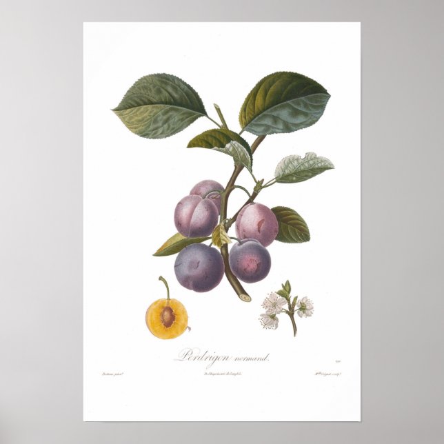 Plum,Perdrigon-normand Poster (Framsidan)
