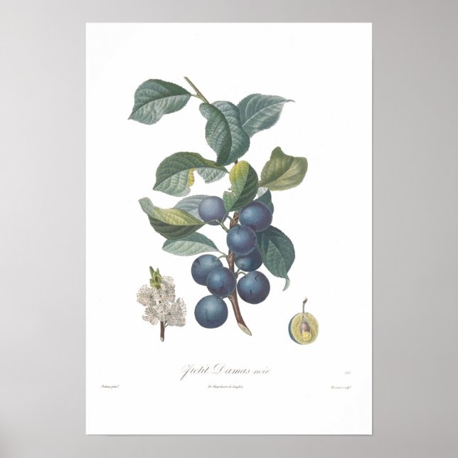 Plum,Petit Damas noir Poster (Framsidan)