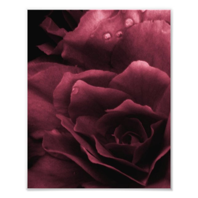 Plum Red Close Up a Dubbla Begonia Fototryck (Framsidan)