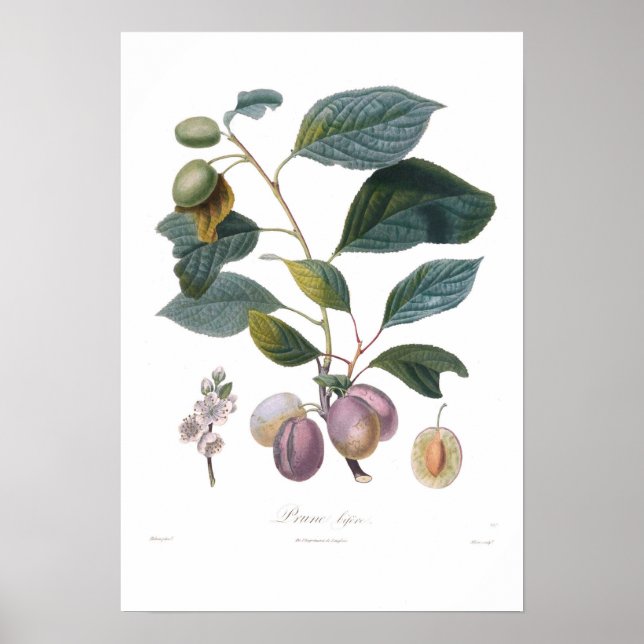 Plum,Ren bifera Poster (Framsidan)