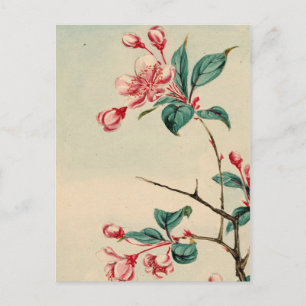 Plum träd blommar-vykort vykort