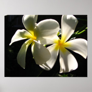 Plumaria Hawaiian Tropical Flowers Poster Skriv ut