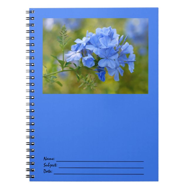 Plumbago - bild för blåttsommarblommor anteckningsbok med spiral (Framsidan)