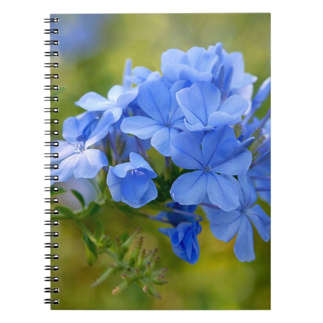 Plumbago - Blå sommarblommor Bild Anteckningsbok Med Spiral (Framsidan)
