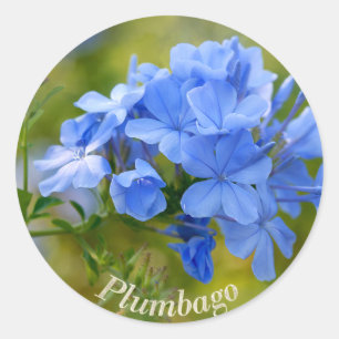 Plumbago - Blå sommarblommor Bild Runt Klistermärke