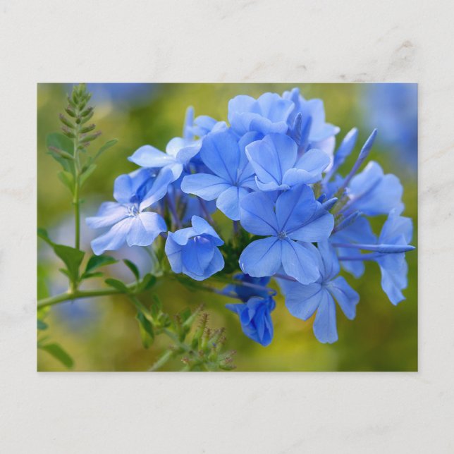 Plumbago - Blå sommarblommor Bild Vykort (Framsida)
