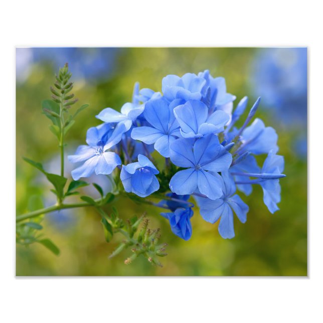 Plumbago - Blue Summer Flowers Floral Photography Fototryck (Framsidan)