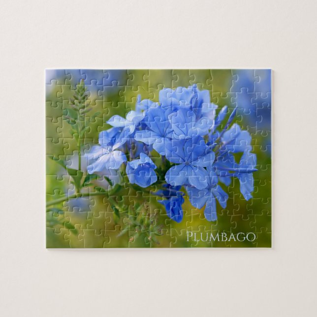 Plumbago - Blue Summer Flowers Floral Photography Pussel (Horisontell)
