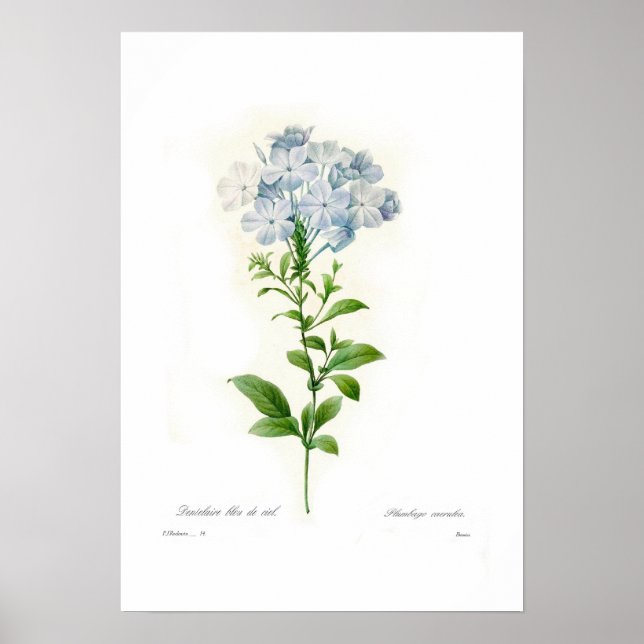 Plumbago caerulea poster (Framsidan)