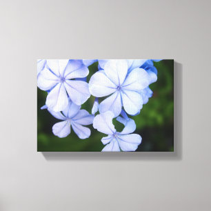 plumbago canvastryck