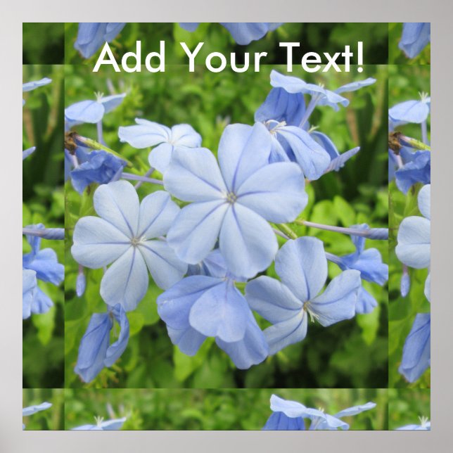 Plumbago Flower Blue Poster (Framsidan)